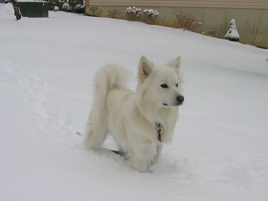 american eskimo dog, snow, canine, cute, white, looking, attentive, domestic, portrait, animal