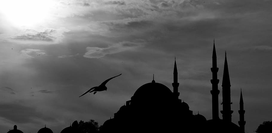 silhouette photo, building, cami, minaret, bird, landscape, seagull, architecture, middle east, turkey