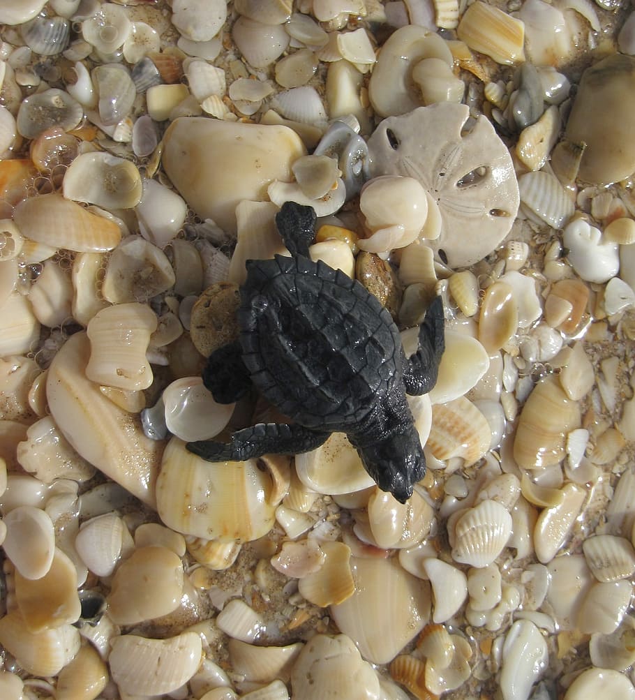 Sea Turtle, Kemp'S Ridley, Seashells, beach, shells, sea mollusks, tropical, coastline, sand, shore