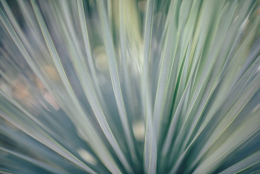 plástico, verde, pliegues, azul, líneas, fondos, hoja, crecimiento, parte de la planta, fotograma completo