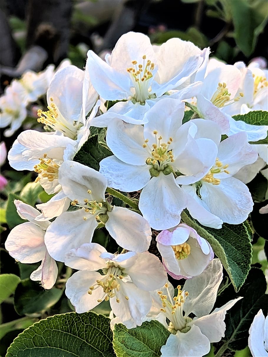 apple tree blossoms, flowers, white, nature, flower, flowering plant, fragility, vulnerability, plant, growth