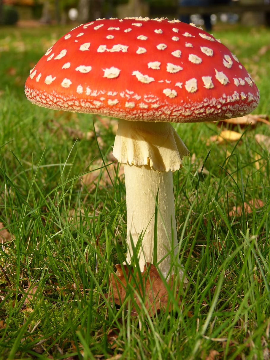 fly agaric, mushroom, toxic, nature, autumn, red, spotted, forest mushroom, points, close up