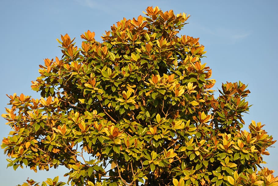 árbol de magnolia, magnolia, otoño, naturaleza, hoja, temporada, naranja,  color, rama, parque | Pxfuel
