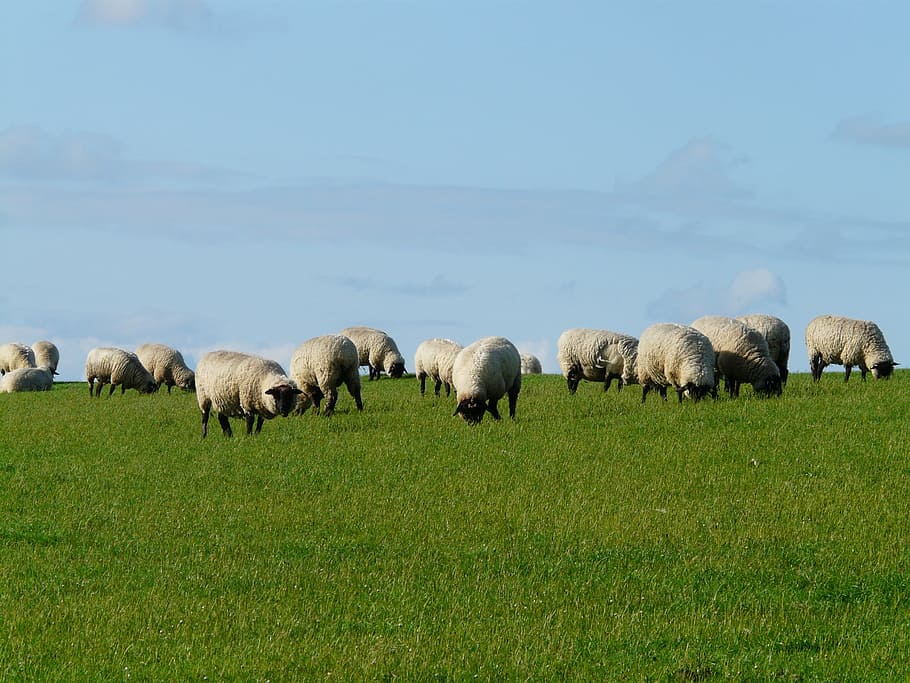 Flock, Sheep, Rhön, Dike, rhön sheep, meadow, grass, north sea, landscape, idyll