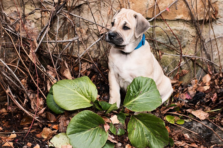 standing, next, green, leafed, plant, Dog, Puppy, Ca-De-Bou, Autumn, Leaves, autumn
