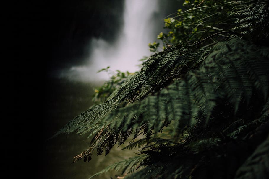 selective, focus photography, green, leafed, plant, fern, near, waterfall, dark, nature
