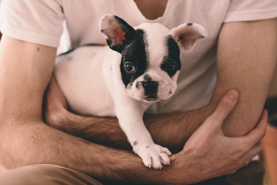 person, holding, white, black, french, bulldog, animals, people, adorable, arms