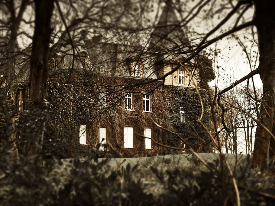 tree roots, brown, cathedral, behind, haunted house, weird, creepy, mystical, atmosphere, spooky