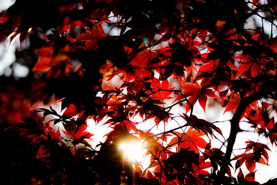 fotografía de la hoja de arce, naturaleza, paisaje, árboles, hojas, otoño, sol, árbol, hoja, rojo