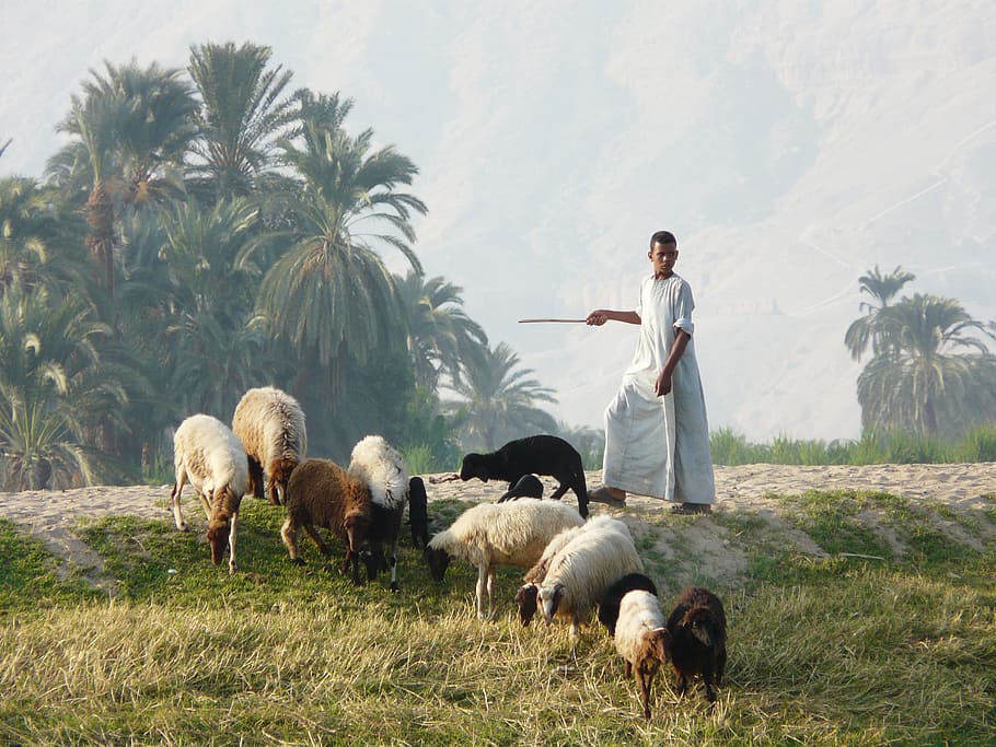 Mujer, de pie, al lado, rebaño, cabra, pastor, Luxor, Egipto, agricultura, granja