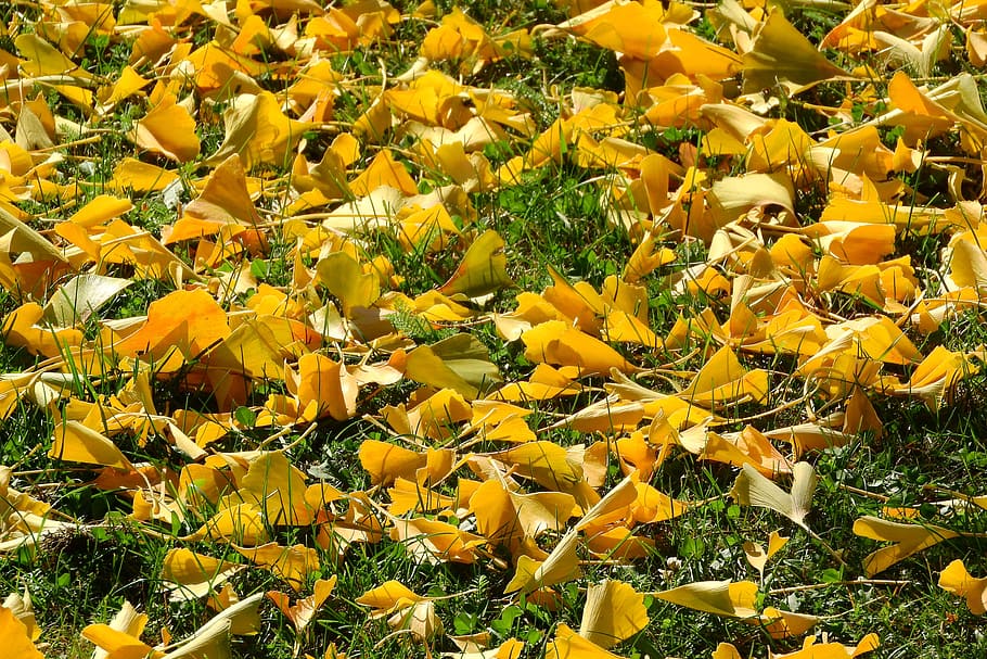 fallen leaves, autumn leaves, autumn, golden autumn, yellow leaves, leaves in the grass, autumn colors, park, romantic, yellow