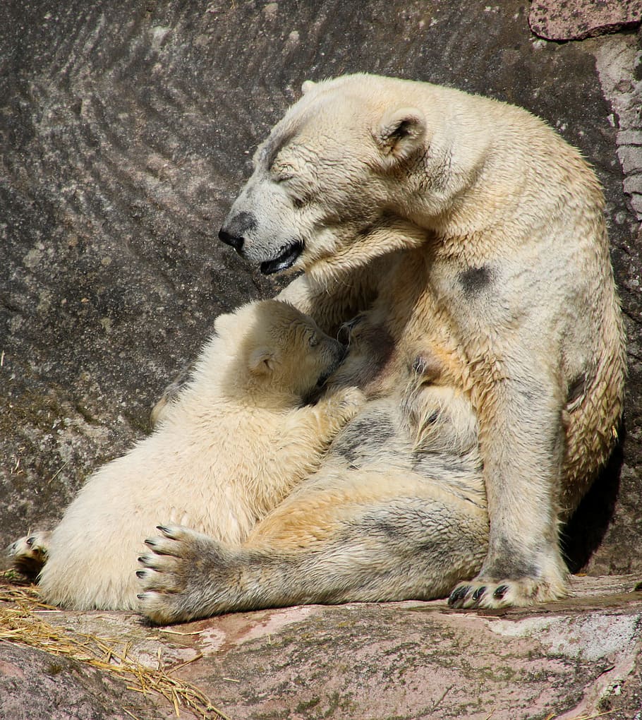 brown, bear, leaning, gray, wall, polar bear, polar bear cub, spring, young animal, young