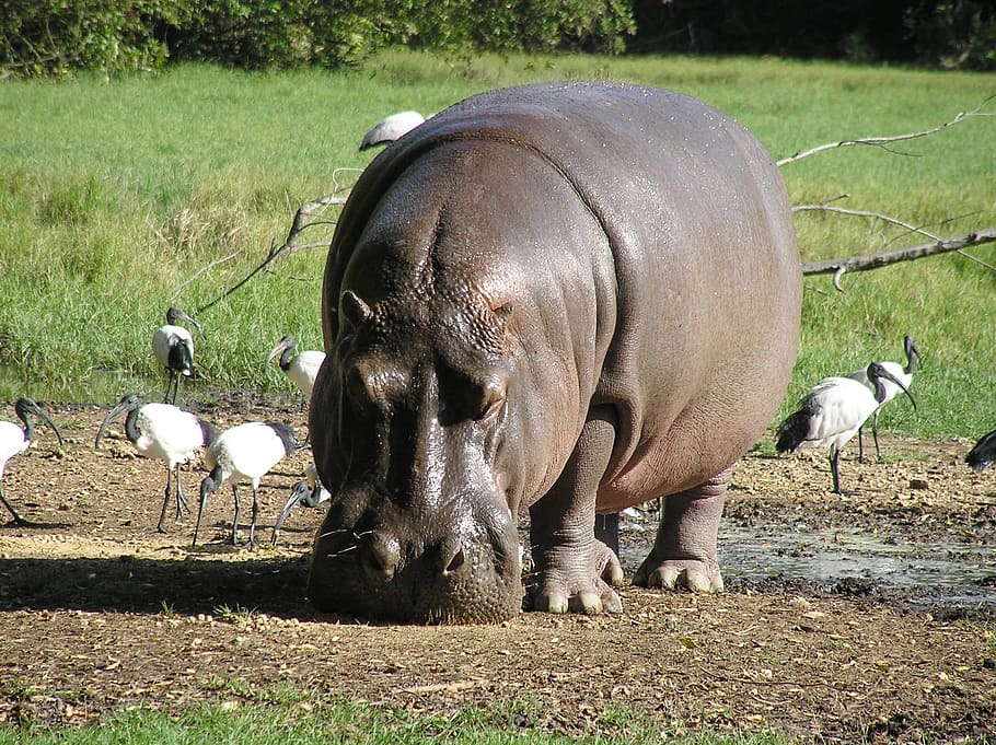 hippo, standing, soil, river, hippopotamus, africa, nature, animals, obese, huge