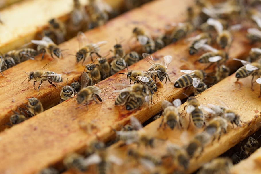 медоносная ферма, улей, пчелы, насекомые, медоносные пчелы, мед, жилой комплекс, пчелиные ульи, соты, производство меда - Pxfuel