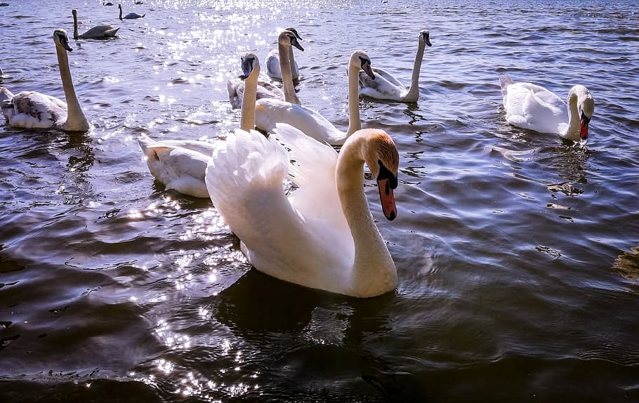 swan, swans, lake, bird, water bird, nature, pen, masuria, beak, neck