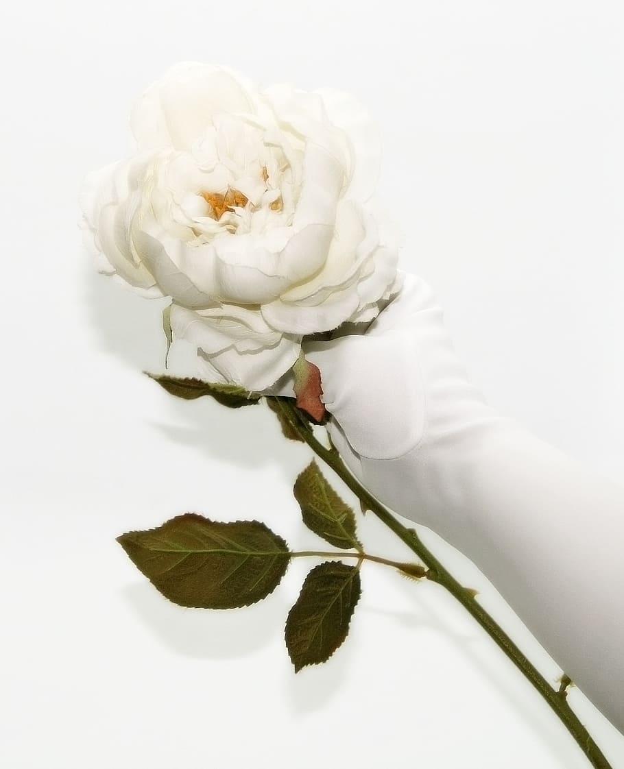 person, holding, white, rose, flower, white rose, glove, fake, artificial, stem