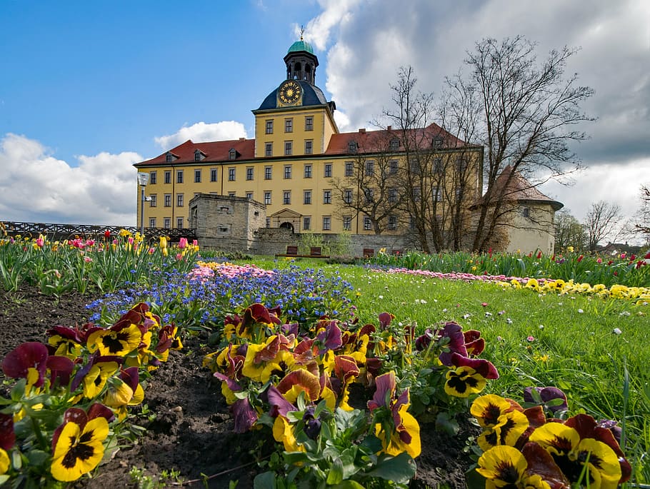 moritz castle, zeitz, saxony-anhalt, germany, castle, schlossgarten, attractions in moritzburg, landmark, flowers, pansy