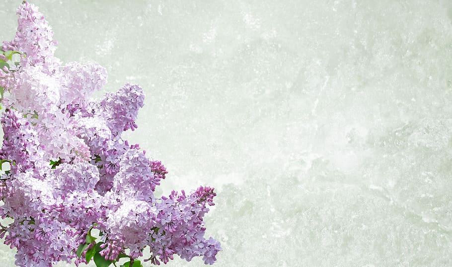 purple-and-white flowers wallpaper, green, background, greeting card, lilac, desktop, flower, nature, season, beauty in nature