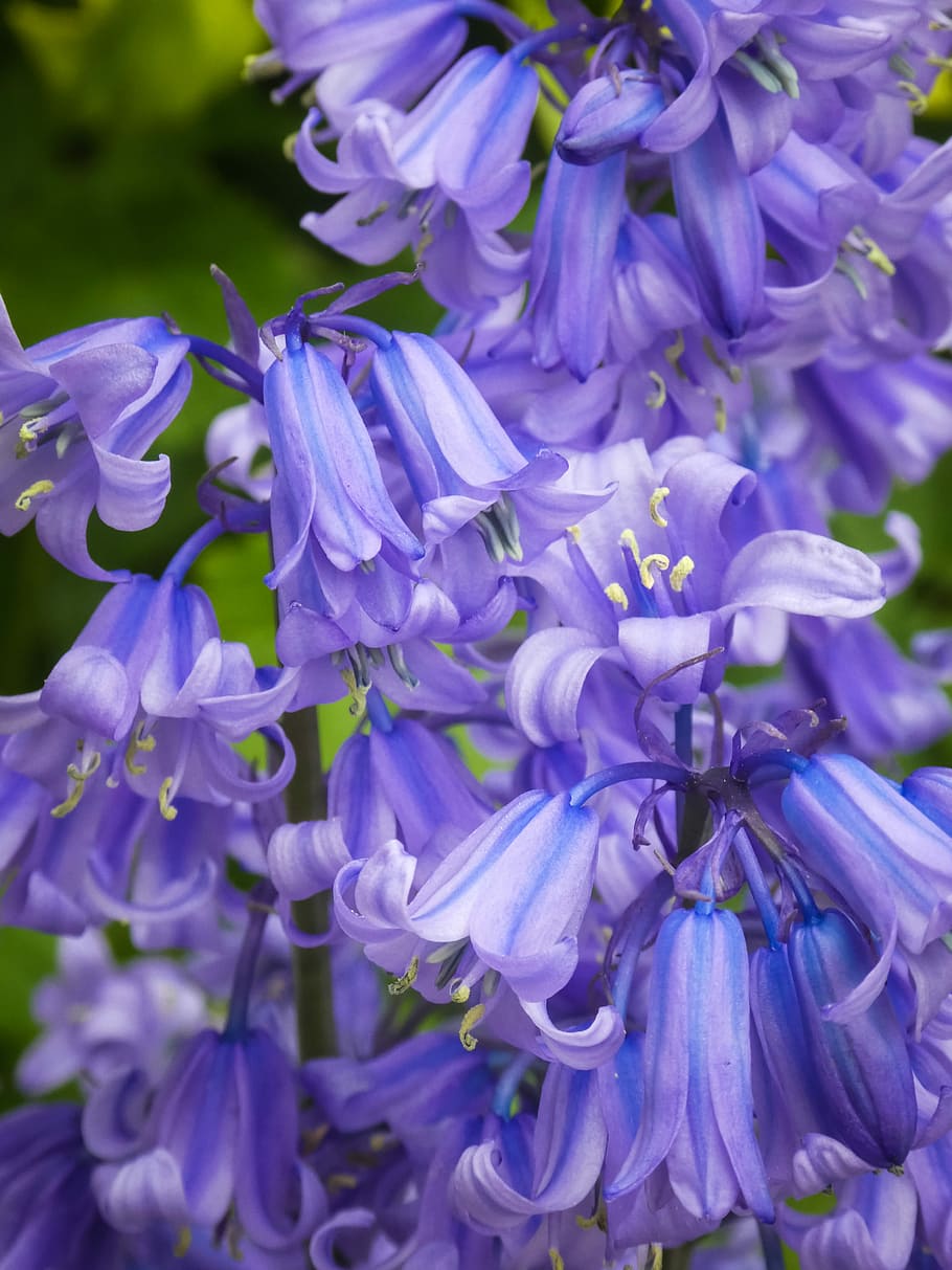 Bluebells, Wildflower, Spring, Plant, meadow, flower, petal, blue, nature, purple