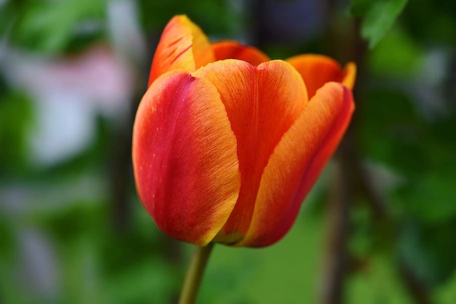 花 チューリップ オレンジレッド 春の花 Schnittblume 庭 春 自然 閉じる 顕花植物 Pxfuel