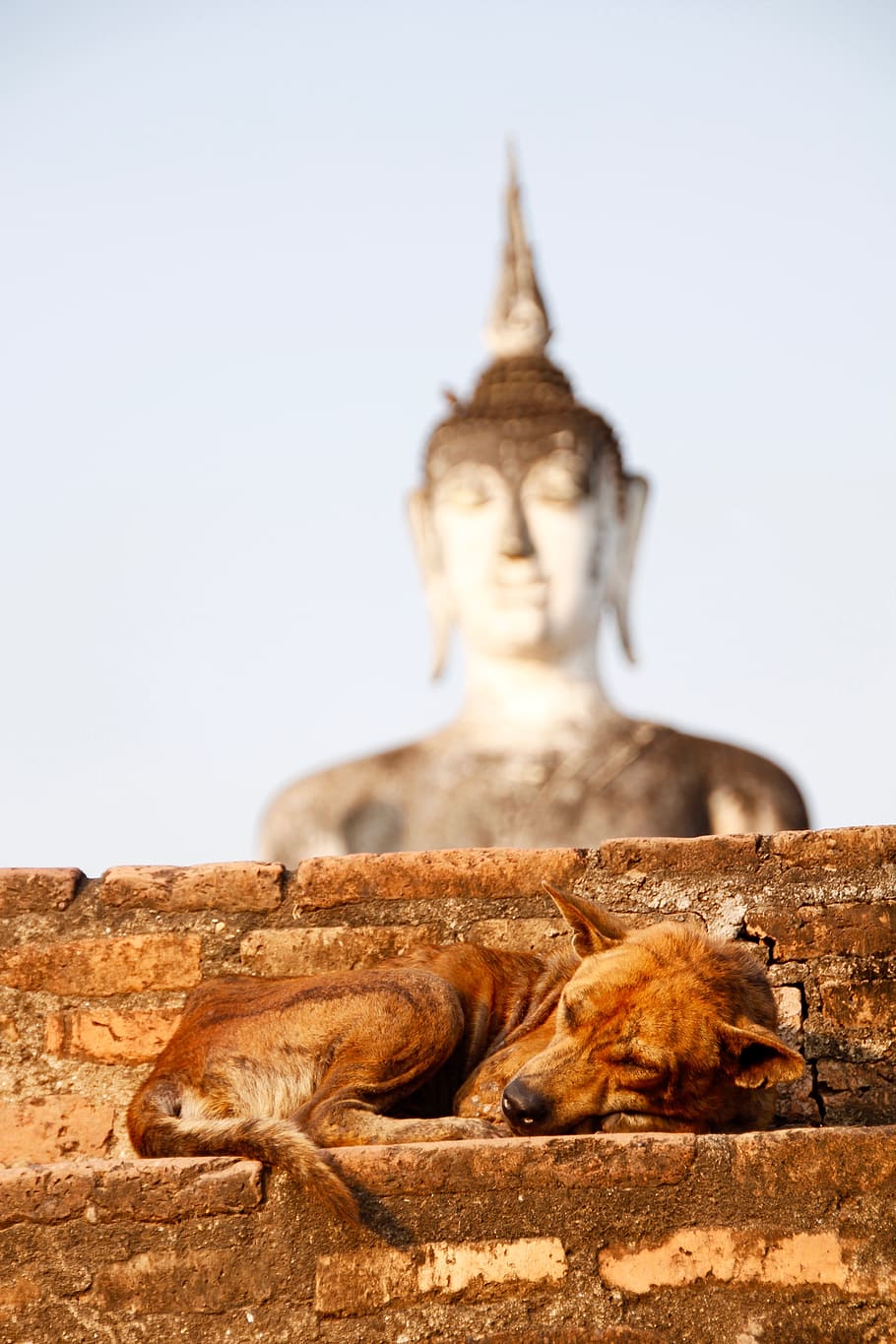 cão, Buda, ouro, meditação, budismo, Ásia, Buda dourado, Tailândia, transcendência, dourado