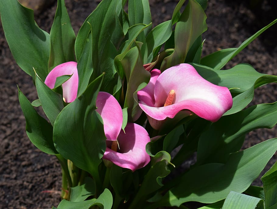 calla lily, flower, blossom, bloom, plant, perennial, bright, colorful, pink, white