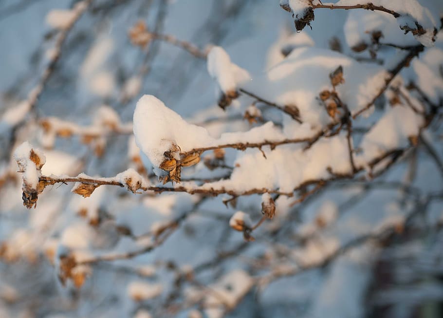 snow, winter wonderland, branches, tree, branch, plant, white color, winter, cold temperature, nature
