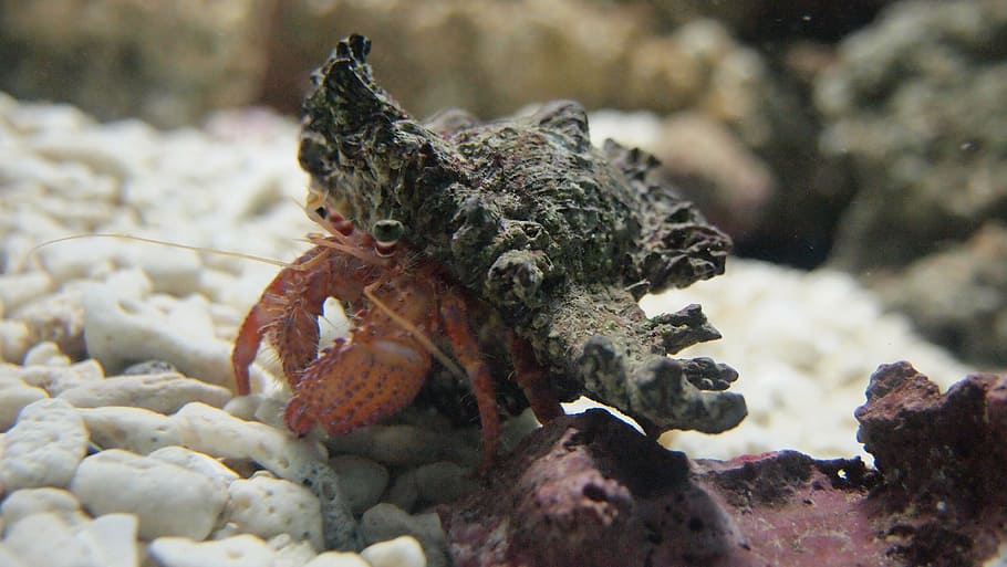 hermit crab, aquarium, sea, underwater, reef, animal, nature, wildlife, scuba Diving, sea Life