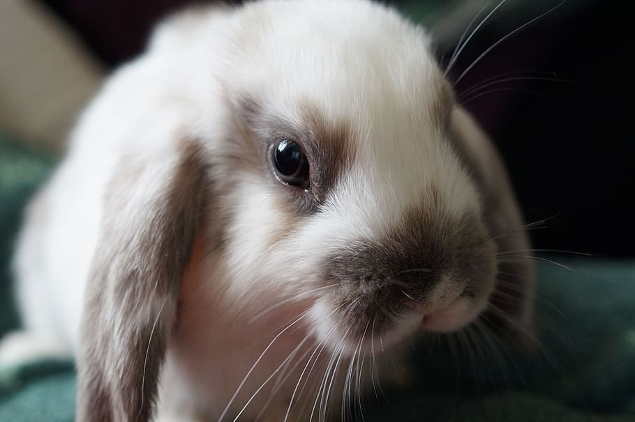 rabbit, hare, animal, sweet, easter, cute, nager, dwarf bunny, floppy ear, dwarf rabbit