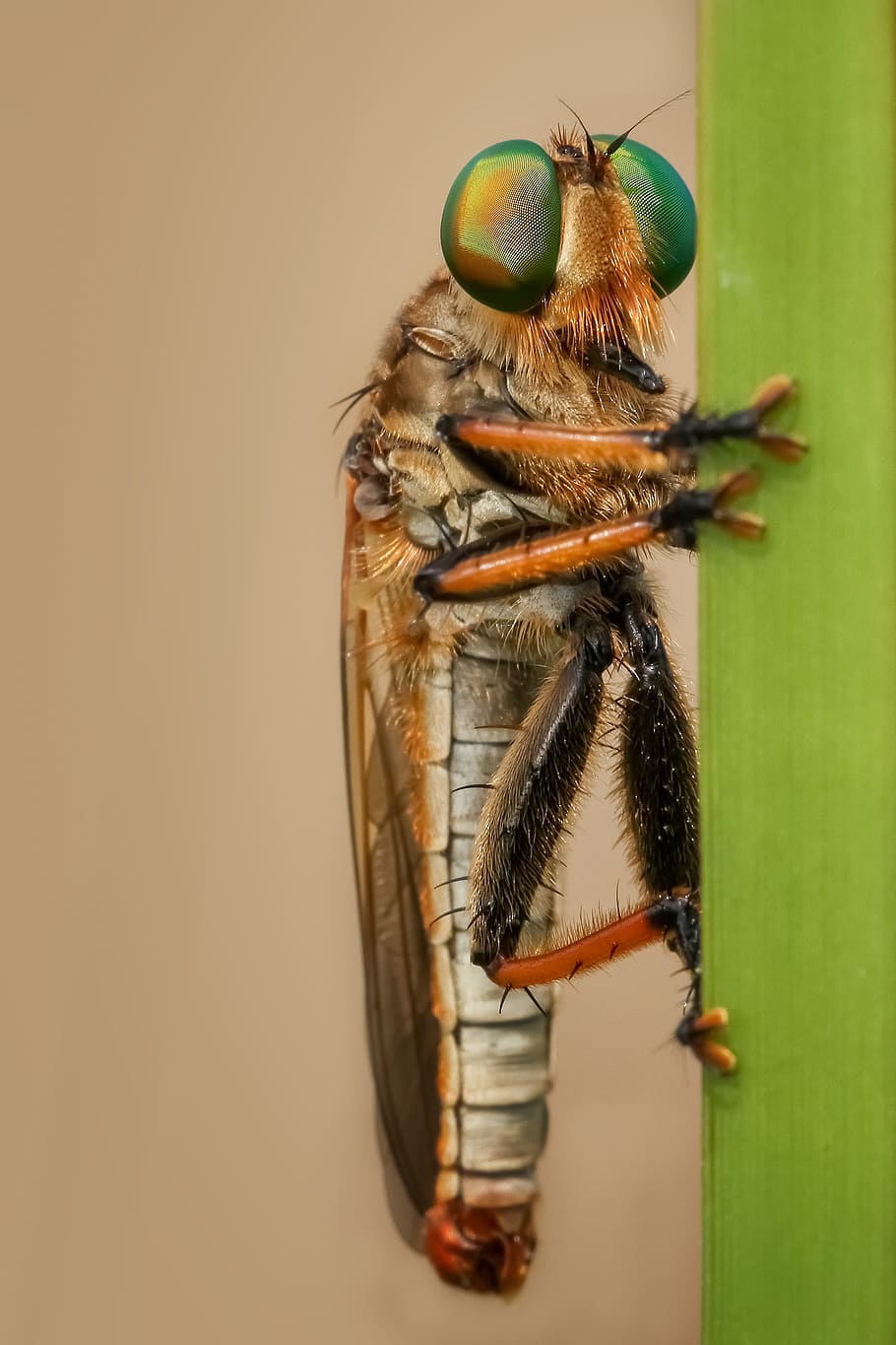 robberfly, insect, macro, nature, green, robber-fly, animal themes, animal wildlife, animal, invertebrate