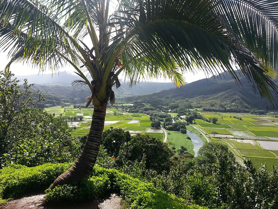 hanalei kauai, kauai, hawaii, palm tree, hanalei, island, agriculture, hawaiian, princeville, paradise