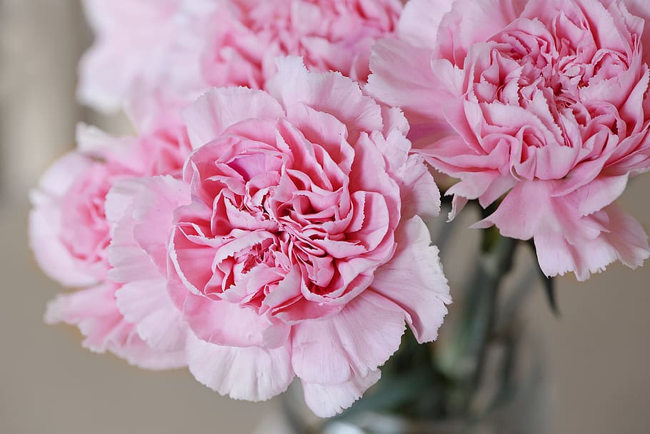 pink, carnation flower arrangement, flowers, cloves, petals, beautiful, pink flower, schnittblume, close, pink color