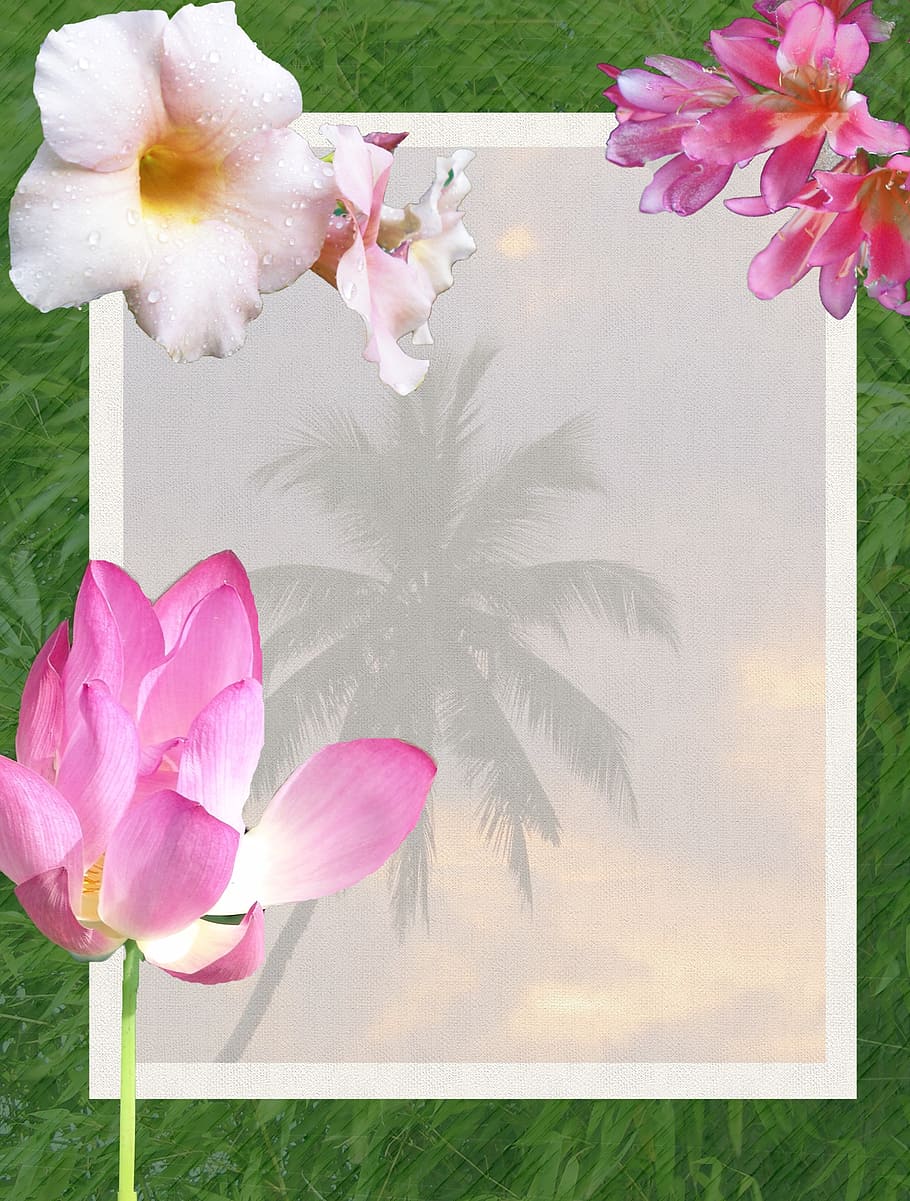 flowers, tropical, tropics, beach, palm trees, scenic, hot, sri lanka, stationery, background