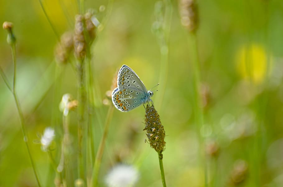 butterfly, argus-silver-studded blue, Butterfly, Argus, Silver-Studded Blue, argus-silver-studded blue, common blue, one animal, growth, plant, nature