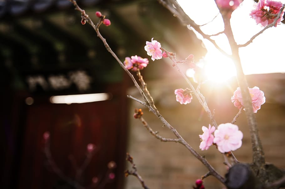 ピンクの桜, 韓国, 伝統的な紫禁城, 建設, ドアライブ, 月, 韓国の伝統, 昌徳宮, 花, 梅