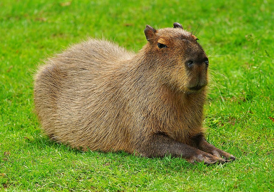 close-up photography, tapir, green, grass field, capybara, rodent, guinea pig, species of rodent, cute, sweet