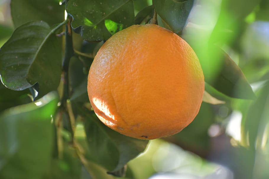 orange, oranges, fruit, citrus fruits, sano, food, vitamins, cool, alimentari, mandarins