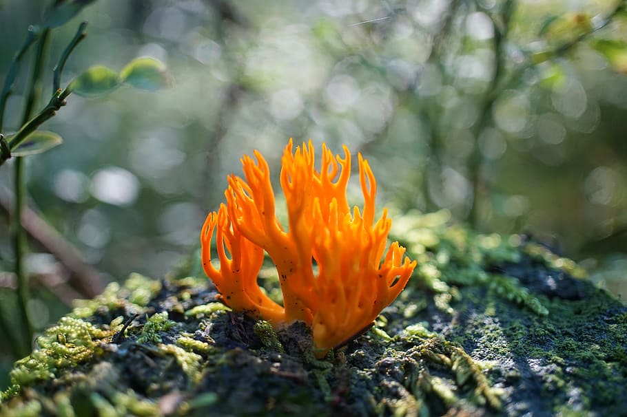 orange leafed plant, goatee, mushroom, coral-like, forest, golden coral, close, moss, forest floor, macro