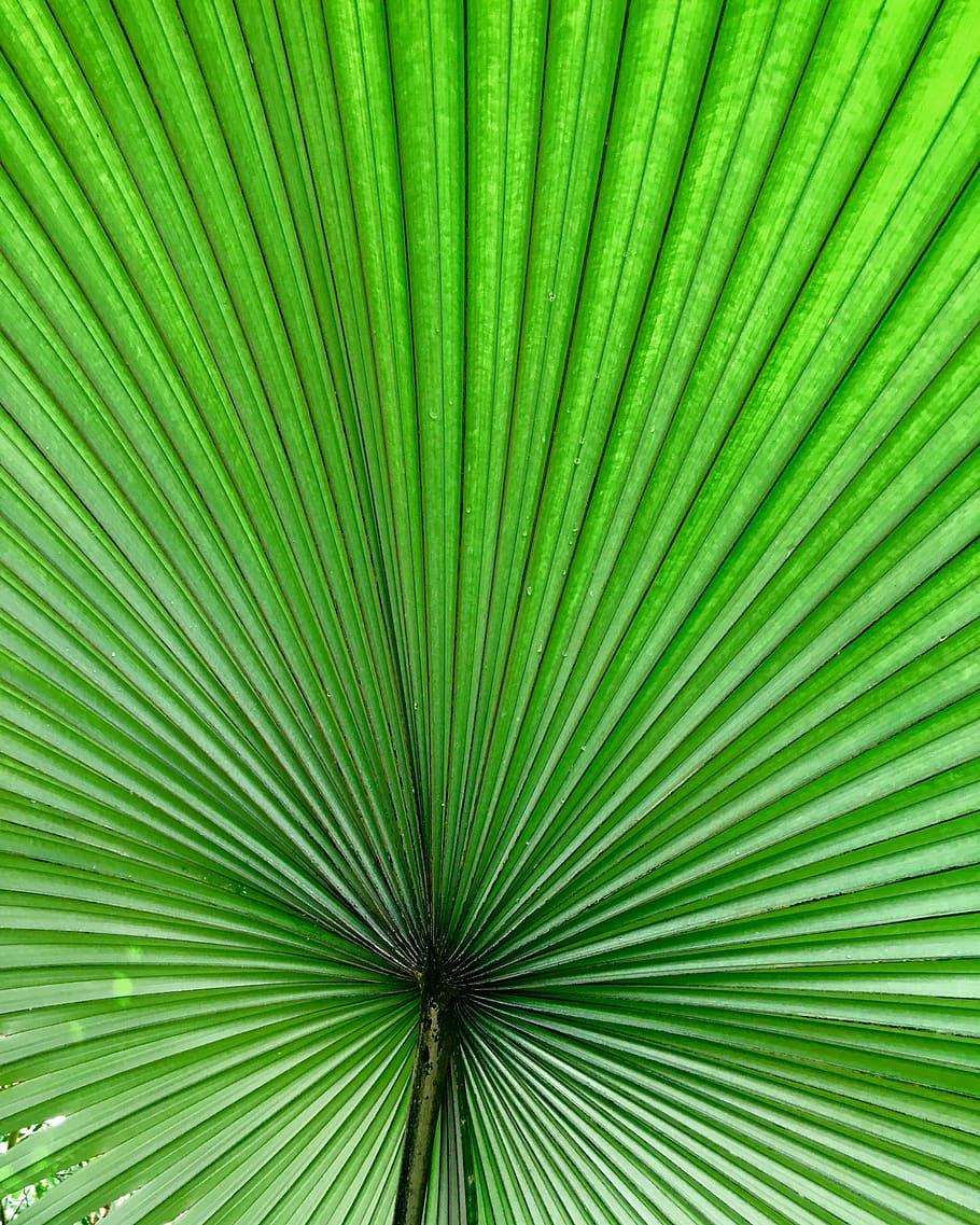 leaf, tropical, summer, plant, palm, nature, fiddlehead, background, palm tree, palm leaf