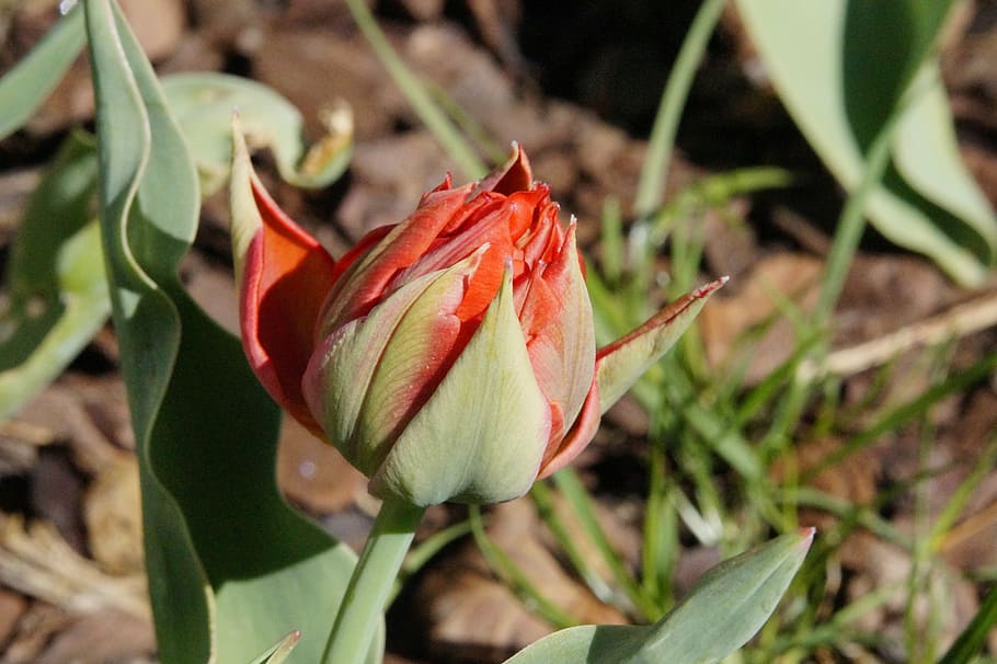 tulipa, vermelho, floração, flor, primavera, natureza, planta, jardim, broto, estourando