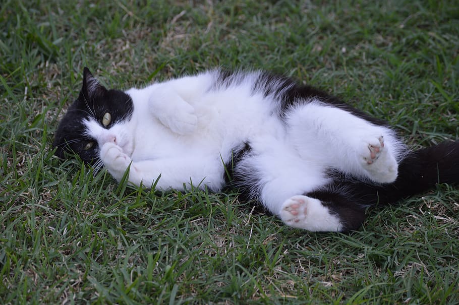 cat, outside, grass, playful, pet, feline, tuxedo, black, white, pets