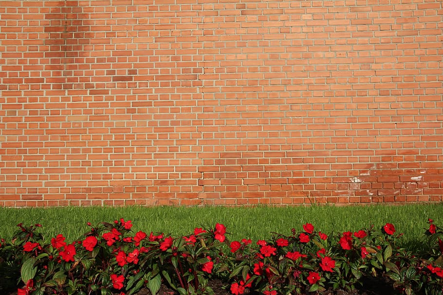 Background, Wall, Meadow, Wallpaper, flower, growth, nature, brick wall, beauty in nature, outdoors
