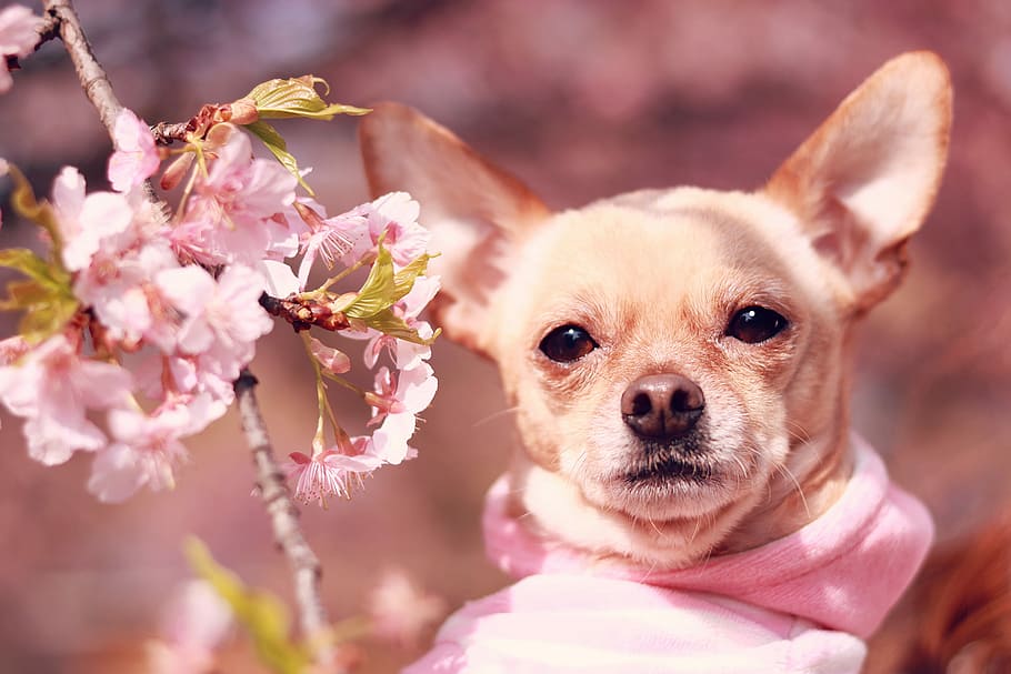 fawn, smooth, pink, flower, Chihuahua, dog, animal, chihuahua - Dog, pets, cute