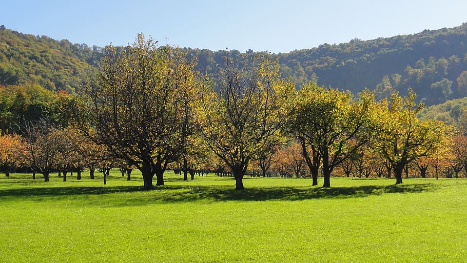 green, leafed, trees, daytime, orchard, tree, fruit tree, summer, meadow, landscape