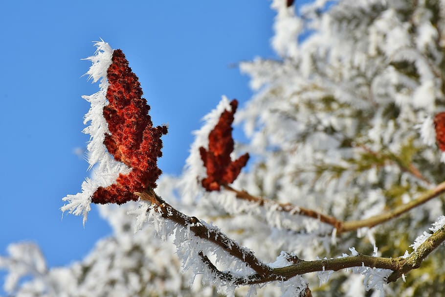 merah, bunga, putih, salju, pohon, mekar, musim dingin, langit, pohon musim dingin, dingin