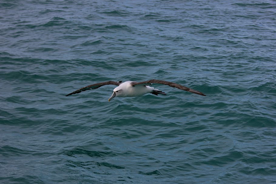 albatros real de nueva zelanda, mar, pájaro, gaviota, animal, naturaleza, vida silvestre, vuelo, ave marina, animales en la naturaleza