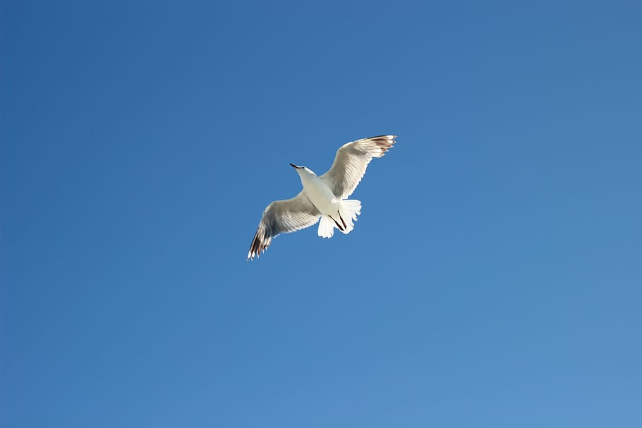 seagull, sea, blue sky, bird, nature, water, ocean, sky, blue, wildlife