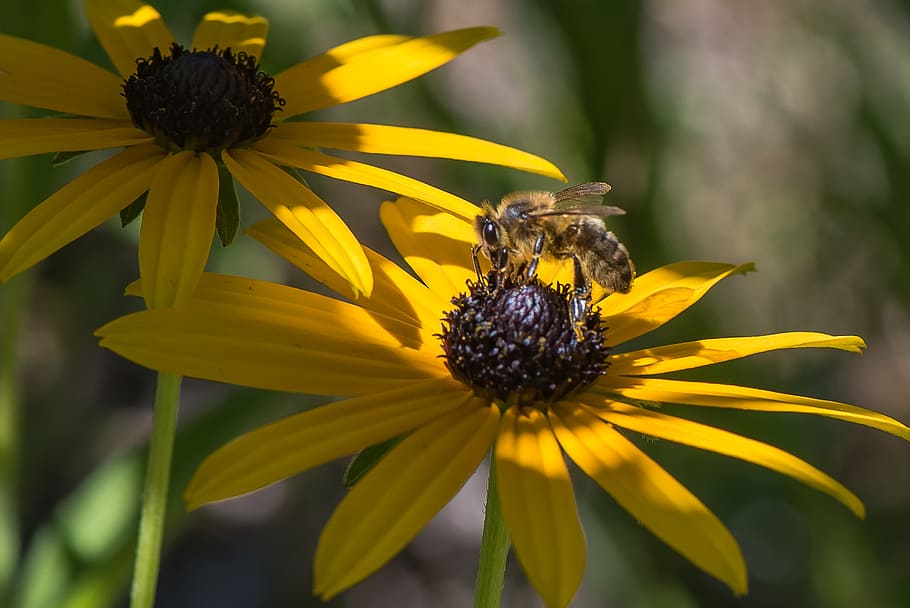 Macro, forager, selective, focus, photography, honeybee, perched, -eyed, susan, flower