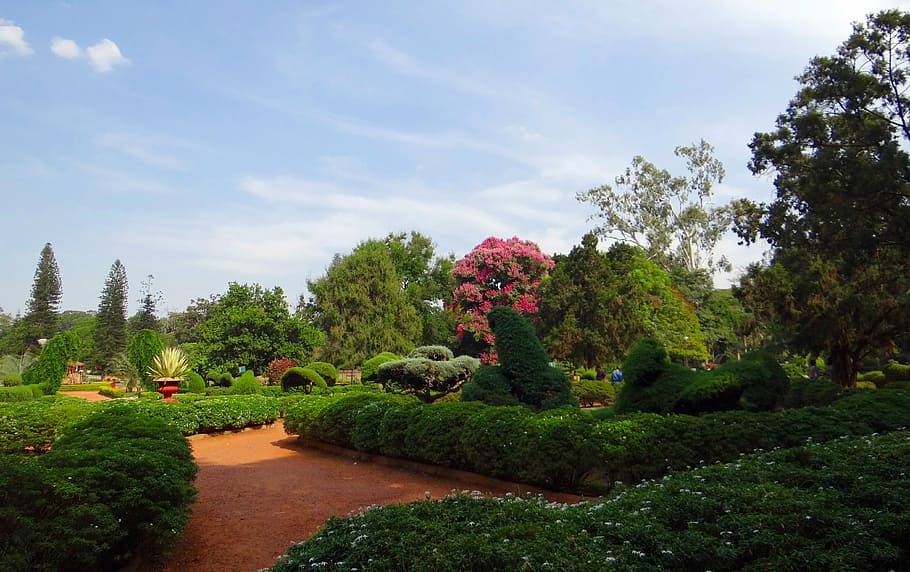 jardim botânico, parque, jardim, vegetação, bangalore, índia, planta, árvore, crescimento, céu
