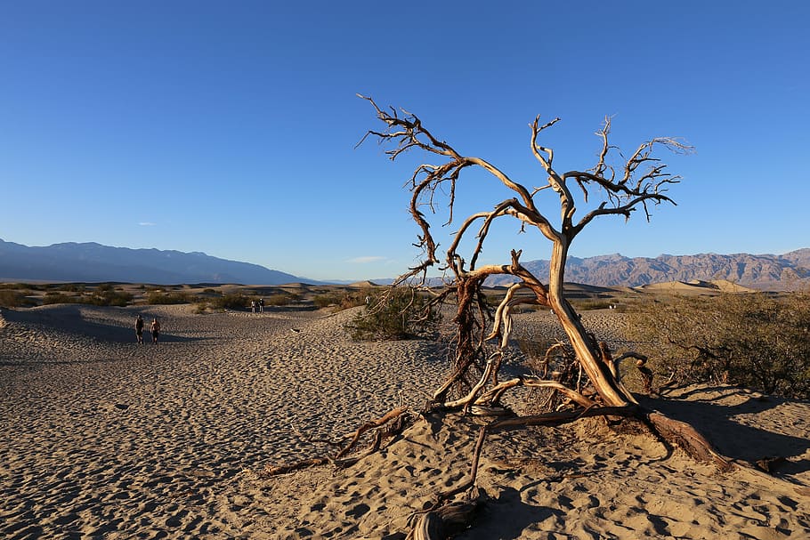 valle de la muerte, parque nacional, postre, árbol, california, desierto, clima árido, sequía, árido, paisaje